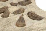 Cluster Of Ordovician Trilobites (Sokhretia?) - Erfoud, Morocco #233898-5